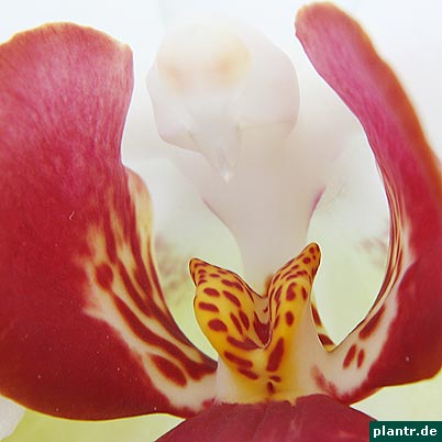 phalaenopsis lippe