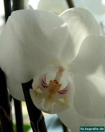 orchidee-phalaenopsis-2