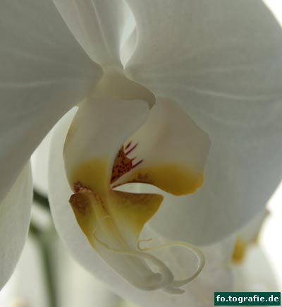 orchidee-phalaenopsis-3