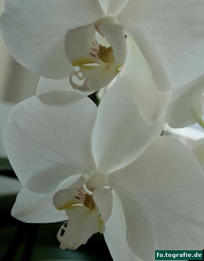 orchidee-phalaenpsis-1