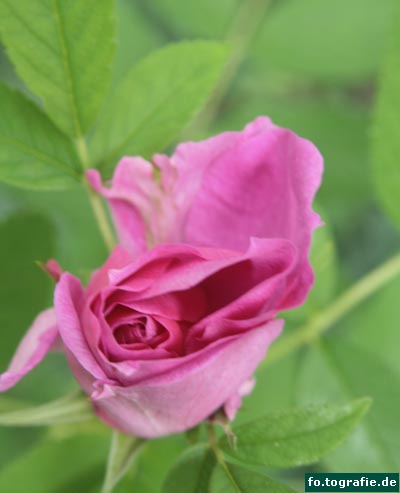 Rose (4)