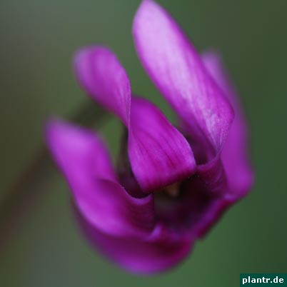 cyclamen purpurascens