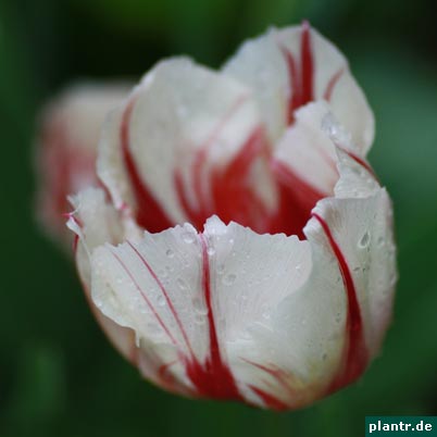 tulpe weiss rot