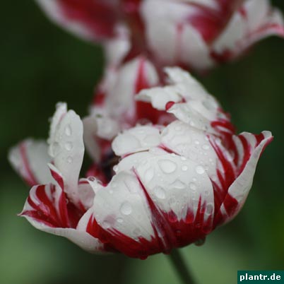 weiss rote tulpe
