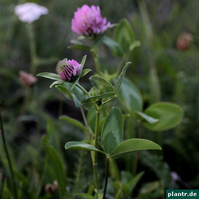 trifolium pratense